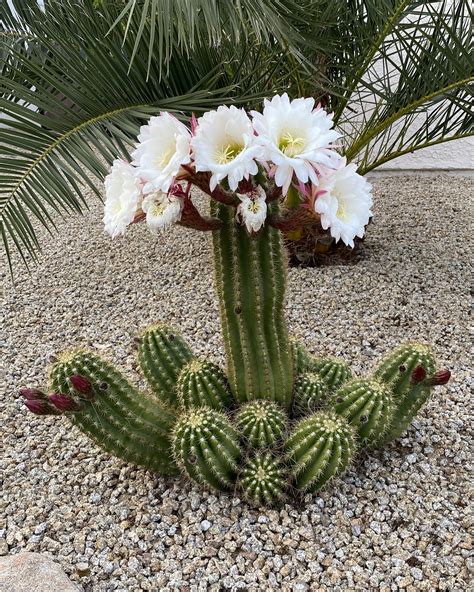 cactus con flores fotos.